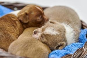 cachorros chihuahua durmiendo en canasta. foto