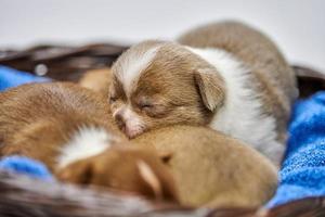 cachorros chihuahua durmiendo en canasta. foto