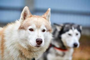 retrato de perro husky foto