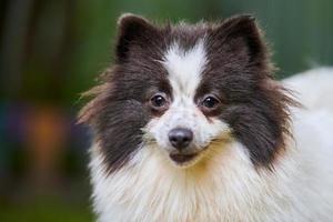 perro pomeranian spitz en el jardín, retrato de cara de cerca foto