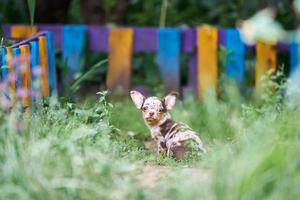 cachorro chihuahua, perrito en el jardín foto