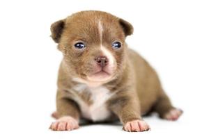 Chihuahua puppy on white isolated background photo