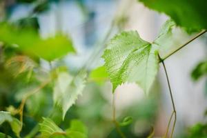 hojas de parra en viña. hojas de vid verde en el soleado día de septiembre. pronto cosecha de otoño de uvas para hacer vino, mermelada, jugo, jalea, extracto de semilla de uva, vinagre y aceite de semilla de uva. foto