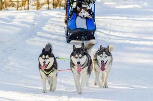 Funny siberian husky dogs in harness. Sled dogs race competition. Sleigh championship challenge in cold winter forest. photo