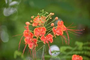 flor de poinciana real roja en un jardín con un fondo natural verde. hermosa flor real de poinciana con un borde amarillo en los pétalos. flor roja con fondo verde borroso y capullo. foto