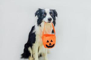 concepto de truco o trato. Gracioso cachorro border collie sosteniendo una cesta de calabaza en la boca aislada de fondo blanco. preparación para la fiesta de halloween. foto