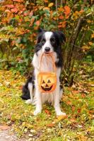 Trick or Treat concept. Funny puppy dog border collie holding pumpkin basket in mouth sitting on fall colorful foliage background in park outdoor. Preparation for Halloween party. photo