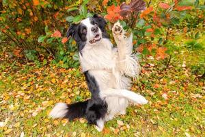 Funny smiling puppy dog border collie playing jumping on fall colorful foliage background in park outdoor. Dog on walking in autumn day. Hello Autumn cold weather concept. photo