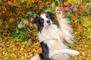 Funny smiling puppy dog border collie playing jumping on fall colorful foliage background in park outdoor. Dog on walking in autumn day. Hello Autumn cold weather concept. photo
