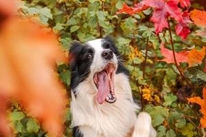 Puppy dog border collie with funny face playing jumping on fall colorful foliage background in park outdoor. Dog on walking in autumn day. Hello Autumn cold weather concept photo