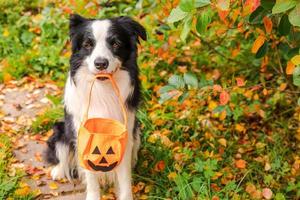 concepto de truco o trato. Gracioso cachorro border collie sosteniendo una cesta de calabaza en la boca sentado en un fondo de follaje colorido en el parque al aire libre. preparación para la fiesta de halloween. foto