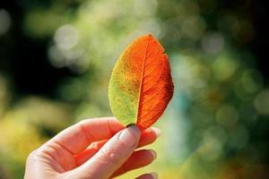 Closeup natural autumn fall view woman hands holding red orange leaf on dark park background. Inspirational nature october or september wallpaper. Change of seasons concept. photo