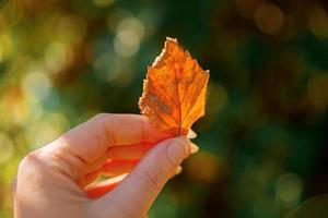 primer plano natural otoño vista mujer manos sosteniendo hoja naranja roja sobre fondo oscuro del parque. fondo de pantalla de octubre o septiembre de naturaleza inspiradora. concepto de cambio de estaciones. foto