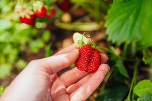 Gardening and agriculture concept. Female farm worker hand harvesting red fresh ripe organic strawberry in garden. Vegan vegetarian home grown food production. Woman picking strawberries in field. photo