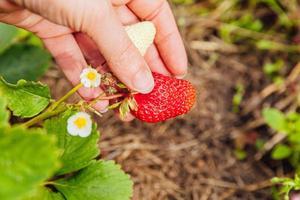 Gardening and agriculture concept. Female farm worker hand harvesting red fresh ripe organic strawberry in garden. Vegan vegetarian home grown food production. Woman picking strawberries in field. photo