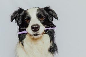 Cute smart funny puppy dog border collie holding toothbrush in mouth isolated on white background. Oral hygiene of pets. Veterinary medicine, dog teeth health care banner. photo