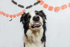 Trick or Treat concept. Funny puppy dog border collie with scary and spooky funny smiling halloween face on white background with halloween garland decorations. Preparation for Halloween party. photo