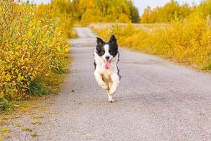 Outdoor portrait of cute smiling puppy border collie running in autumn park outdoor. Little dog with funny face on walking in sunny autumn fall day. Hello Autumn cold weather concept. photo