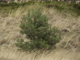 the island of Spiekeroog photo