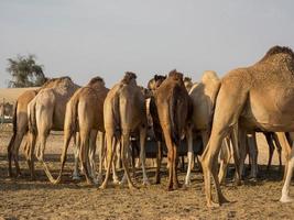 Abu Dhabi in the united arab emirates photo