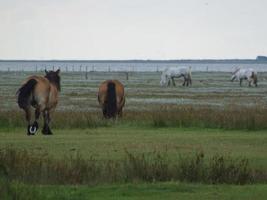 the island of Juist photo