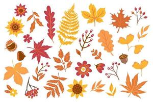 Autumn leaves, flowers, berries isolated on white background. Vector graphics.