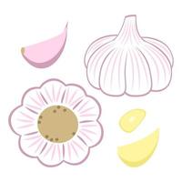 Garlic Head, Garlic Clove and Peeled Slice vector