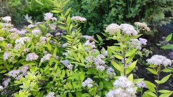 Blumen im Garten, herumschwirrende Hummeln. Sommer Natur video