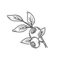 Blueberries. Blueberry berries with springs of leaves in hand-drawn style. A black line sketch of a collection of berries on a white background. Vector botanical illustration, single isolated elements