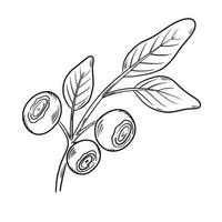 Blueberries. Blueberry berries with springs of leaves in hand-drawn style. A black line sketch of a collection of berries on a white background. Vector botanical illustration, single isolated elements