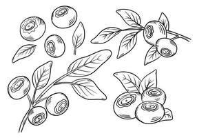 Blueberries. Blueberry berries with springs of leaves in hand-drawn style. A black line sketch of a collection of berries on a white background. Vector botanical illustration, single isolated elements