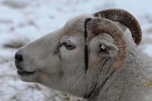 sheeps in the winter photo