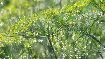 regndroppar på blomställningen av dill, slow motion video