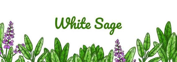 Colorful sage design with green leaves and flowers. Vector illustration in colored sketch style