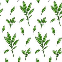 Sage leaves seamless pattern. Hand drawn greens and leaf vegetables. Vector illustration in colored sketch style