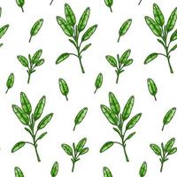 Sage leaves seamless pattern. Hand drawn greens and leaf vegetables. Vector illustration in colored sketch style