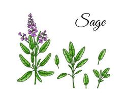 Set of sage design elements. Hand drawn greens and leaf vegetables. Vector illustration in colored sketch style