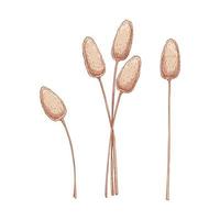 Set of hand drawn bunny tail grass isolated on white background. Vector illustration in sketch style