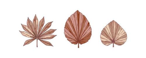 Set of and drawn dried palm tree leaves isolated on white. Vector illustration in sketch style