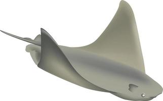 Swimming Manta Ray vector