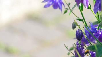 calabrone su un fiore viola di aquilegia video