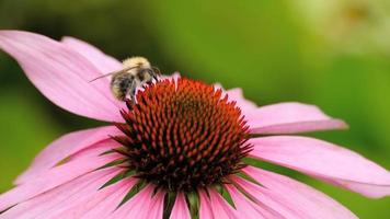 abejorro recoge néctar en una flor de equinácea rosa video