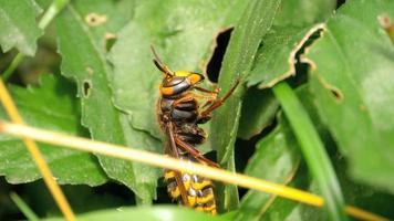 gros plan sur un travailleur de frelon européen vespa crabro video