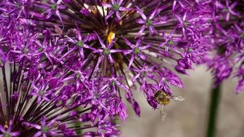 una abeja polinizando flores de cebolla, recogiendo néctar, cámara lenta video