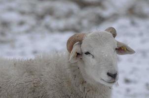 sheeps in the winter photo