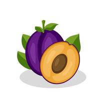 Illustration of a plum fruit.Plum icon.Fruits vector