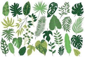 Set of tropical leaves isolated on white background. Vector graphics.