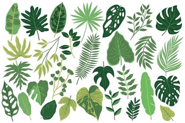 Set paper palm leaves Royalty Free Vector Image