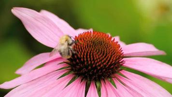 abejorro recoge néctar en una flor de equinácea rosa video