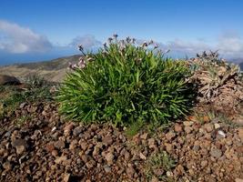 funchal y la isla de madeira foto